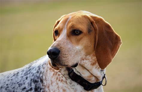 Coonhound Inglês - Raças de Cachorro