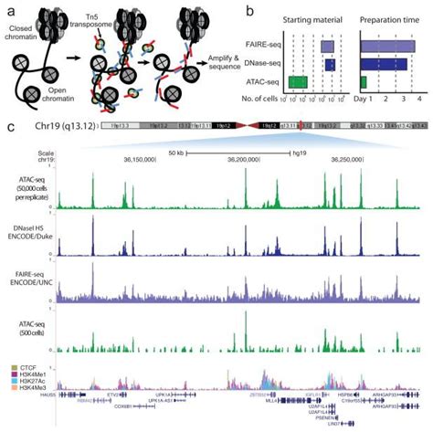 Hands-on: ATAC-Seq data analysis / ATAC-Seq data analysis / Epigenetics