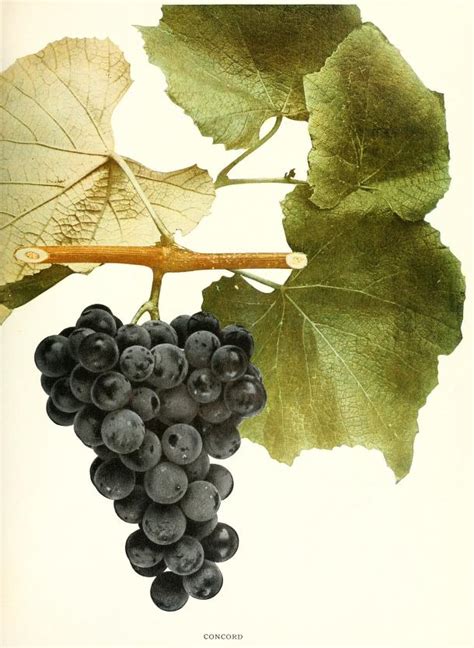 The Concord Grape and American Wine Making – Smithsonian Libraries Unbound