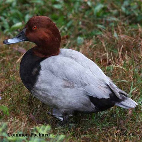 Common Pochard (Aythya ferina)