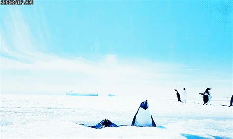 Penguin Falling GIF by Cheezburger - Find & Share on GIPHY