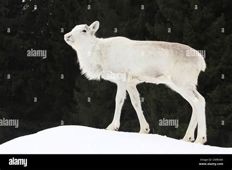 Baby Deer Snow High Resolution Stock Photography and Images - Alamy