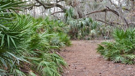 Flatwoods Pond Trail, Lake Kissimmee State Park – Florida Hikes