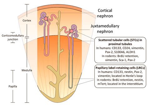 Labeled Kidney Cell