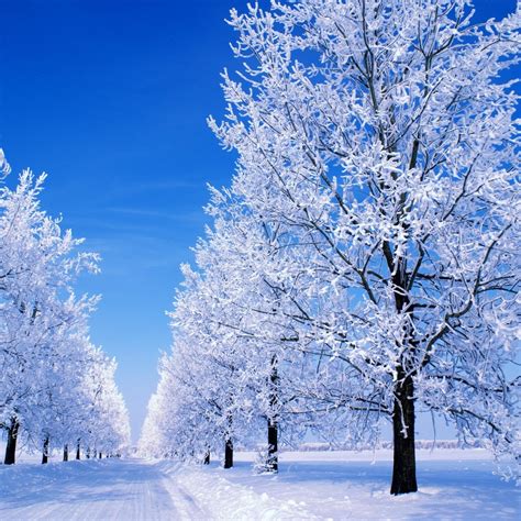 Snowy Winter Scenes Wallpaper - WallpaperSafari