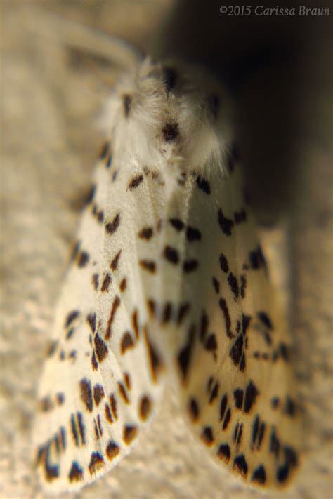 Nature Photography and Facts : Fall Webworm: Moth