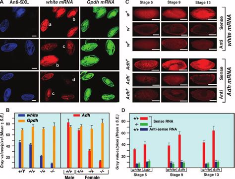 —Development of a quantitative fluorescent gene expression assay. (A ...