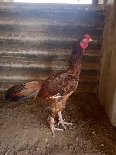 Aseel Fighting Rooster Breeds, Packaging Type: Box at Rs 3999/piece in Erode