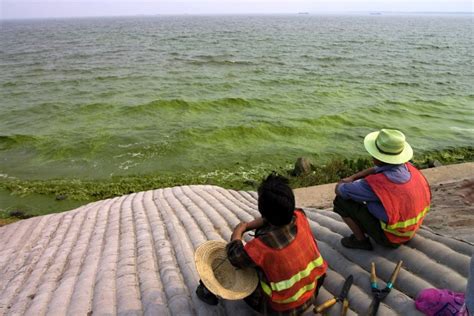 Algae smother Chinese lake, millions panic