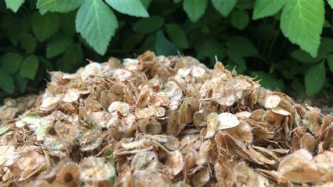 It's raining elm seeds in Edmonton | CBC News