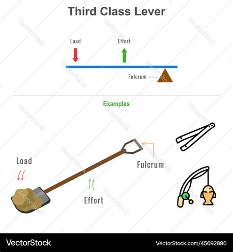 Third class lever with example Royalty Free Vector Image