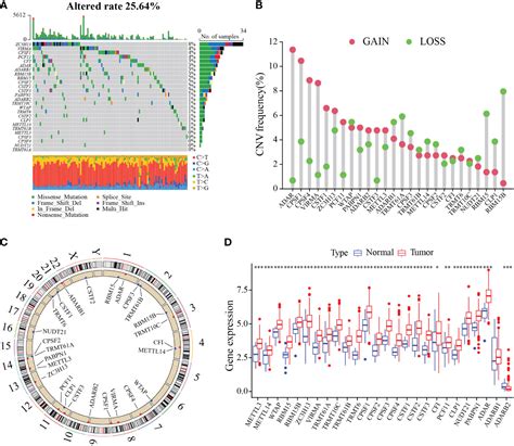 Frontiers | A novel RNA modification prognostic signature for ...