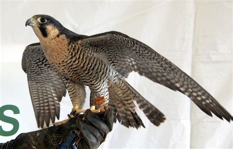 Falcon High Definition