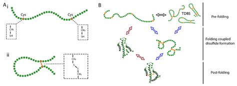 Disulphide bond formation and conformational folding. (A) Schematic... | Download Scientific Diagram