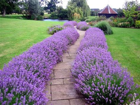 Landscaping with Lavender | 7 Garden Design Ideas