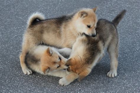 Husky puppies playing | Flickr - Photo Sharing!