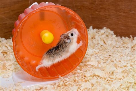 Hamster Wheels: Why Your Hamster Needs One » Petsoid