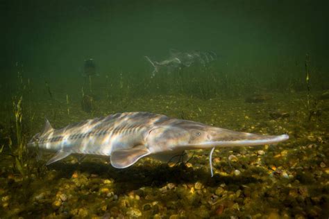 Fish Pictures-Pallid Sturgeon