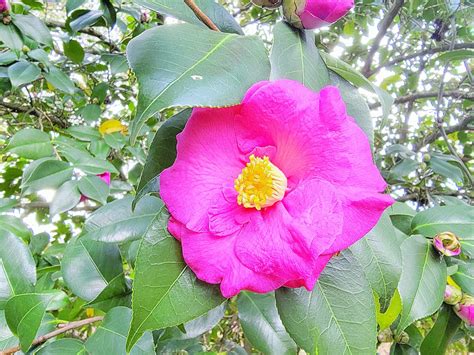 Jan. 7 is Camellia Day – The Greenville Standard