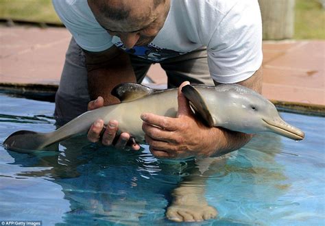 baby dolphin real pic!!! :o | Baby dolphins, Cute animals, Cute animal photos