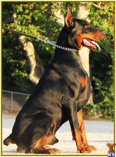 39 HQ Photos Warlock Doberman Puppies For Sale : Doberman Breeders ...