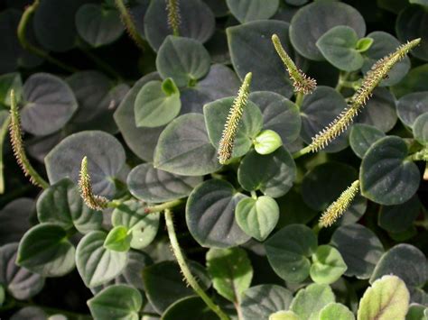 Peperomia urocarpa (Piperaceae) image 17335 at PhytoImages.siu.edu | Folhas de plantas, Cultivo ...