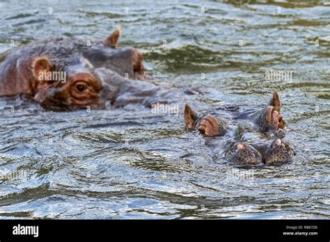 Mating hippos hi-res stock photography and images - Alamy