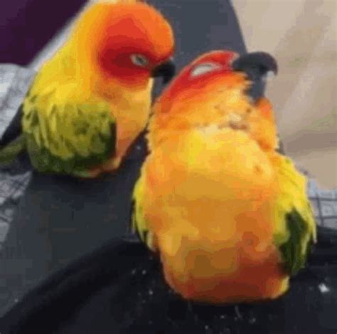 Birds Together GIF - Birds Together LoveBirds - Discover & Share GIFs