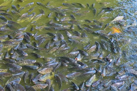 Dutch and Norwegian investors plough $7m into African tilapia farming group