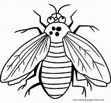 Fly Is A Bug Coloring Sheet Free Printable  Letscoloritcom sketch template