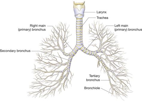 The bronchial tree. Note how each main bronchus enters a lung and then branches into smaller and ...