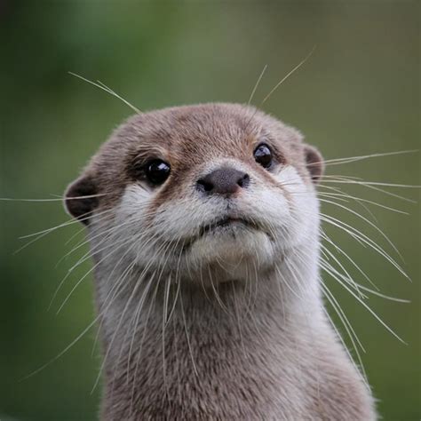 5 fun facts about otters | Cute animals, Animals, Otters