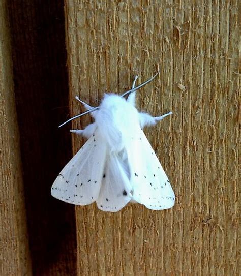 Fluffy, Fuzzy Or Furry Moths Identification (With Pictures, 60% OFF