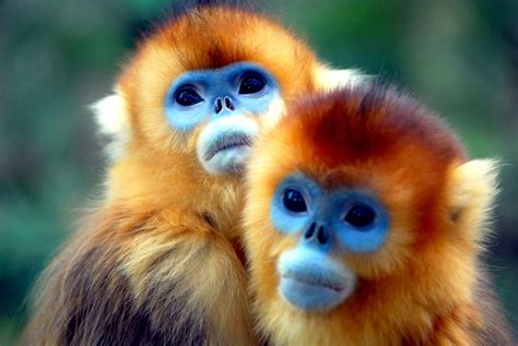 Download Animal Golden Snub-nosed Monkey HD Wallpaper