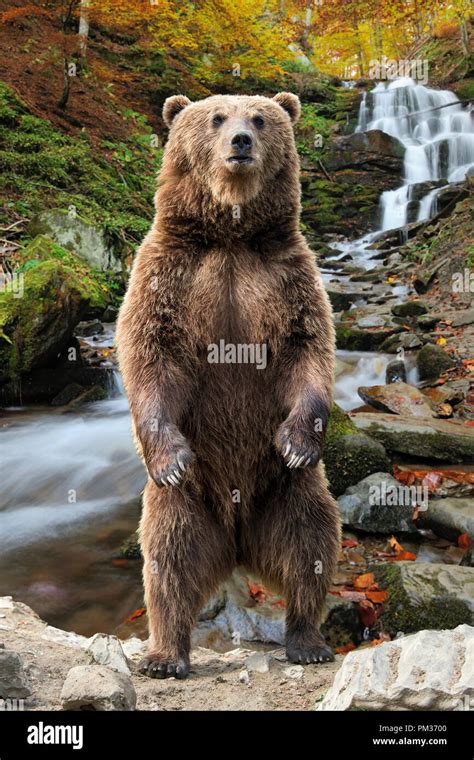 Grizzly bear standing on hind legs hi-res stock photography and images - Alamy