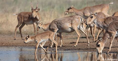 Saiga antelopes on the brink of extinction