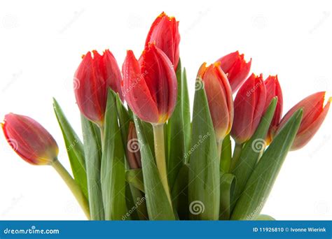 Bouquet red tulips stock photo. Image of flowers, dutch - 11926810