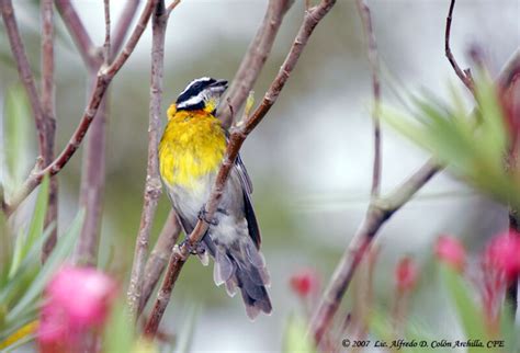 Puerto Rican Spindalis - Spindalis portoricensis