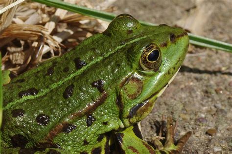 Green Tree Frog Perching on Tree during Daytime · Free Stock Photo