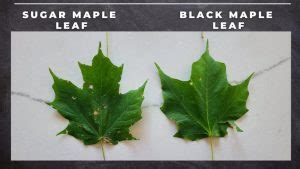 Maple Tree Identification – A Complete Guide – GrowIt BuildIT