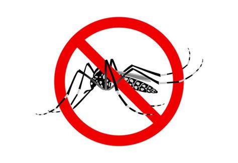 Dengue Mosquito