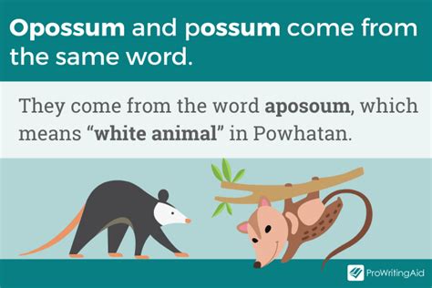 Opossum vs Possum: What's the Difference?