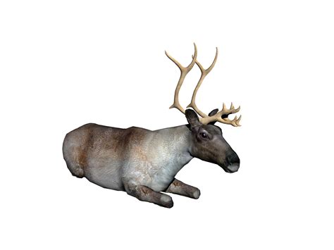 Reindeer With Antlers In The Steppe Galopp, Paarhufer, Rentier, Geweih PNG Transparent Image and ...