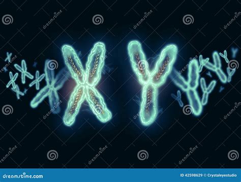 XY Chromosome illustration stock image. Image of gene - 42598629