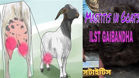 Mastitis in Goat #ilstgaibandha - YouTube