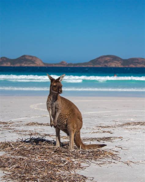 Guide To Seeing The Lucky Bay Kangaroos | Suzy Stories