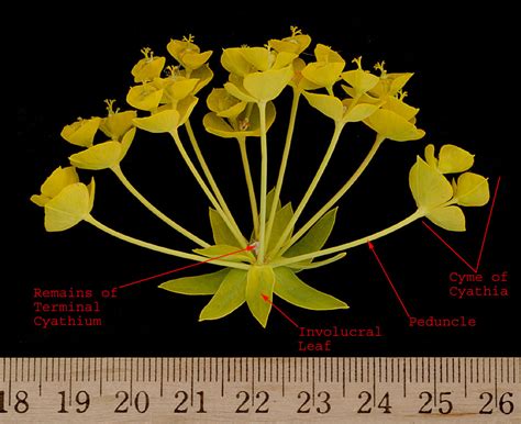 Astragalus gilviflorus