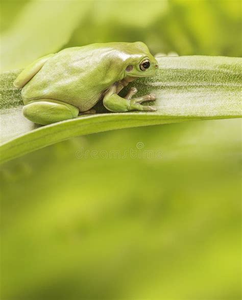 Australian Green Tree Frog stock photo. Image of looking - 45293040