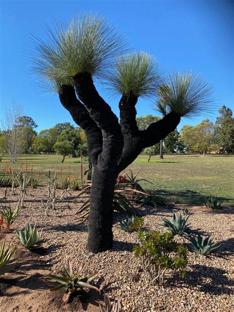 Grass Tree, Blue Grass Tree - Designer Trees Australia