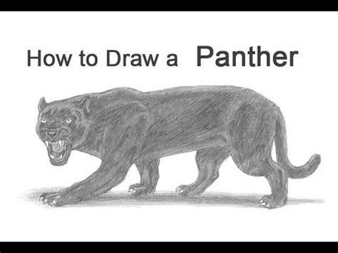 Roaring Panther Drawing